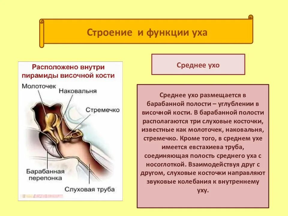 Внутреннее ухо особенности. Среднее ухо строение и функции анатомия. Полость среднего уха функции. Строение уха и его функции. Слуховые косточки среднего уха строение и функции.