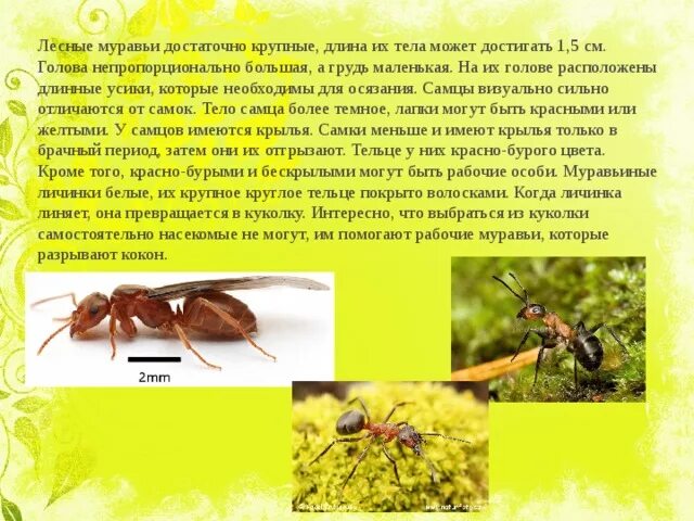 Определите тип развития животных рыжий лесной муравей