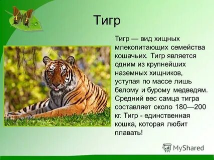 Доклад о животном 3 класс окружающий мир