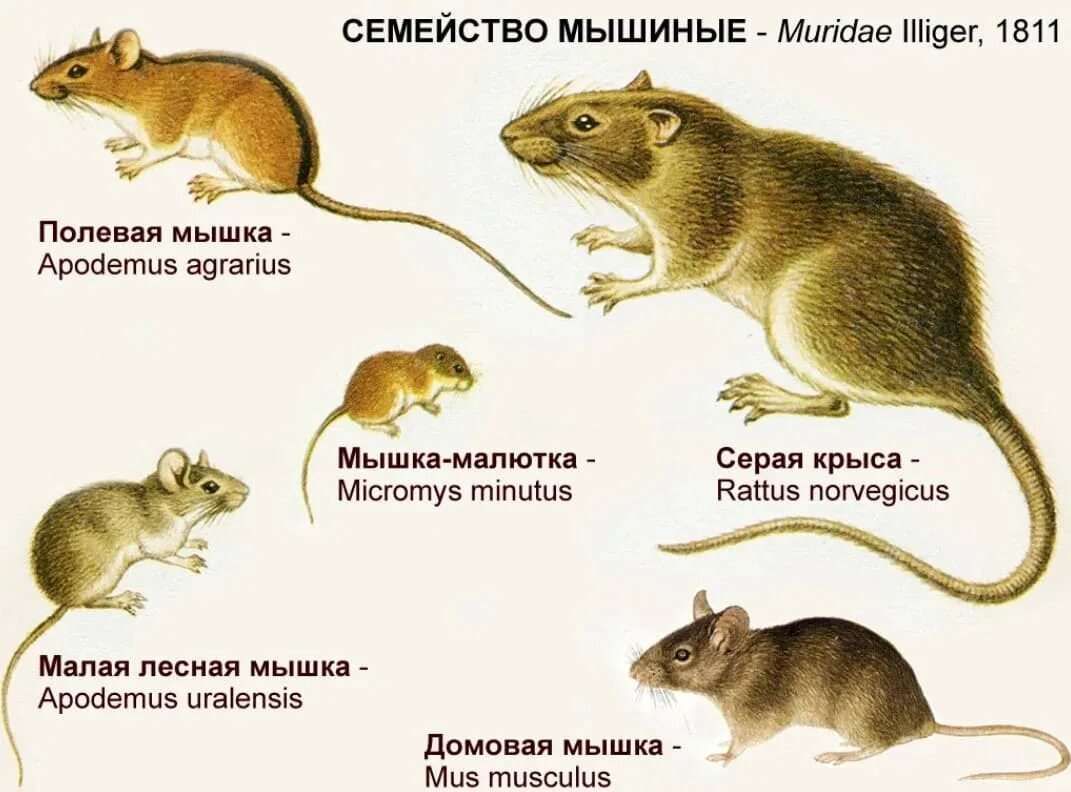 Семейство мышиные представители. Строение мыши полевки. Разница крысы и мыши полевки. Мышь полевка Размеры.
