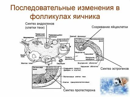 Фолликулы это что простыми словами