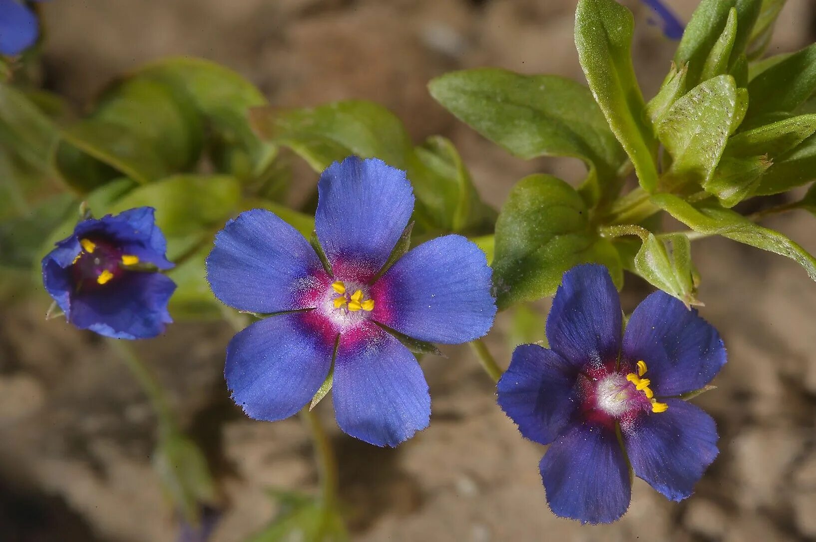 Очный цветок. Анагаллис синий. Очный цвет полевой (anagallis arvensis). Очный цветок. Анагаллис цветок.