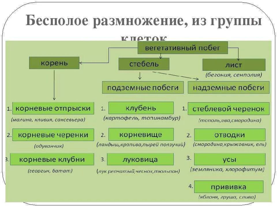 Термину вегетативное размножение. Бесполое вегетативное размножение растений схема. Схема способы бесполого размножения растений. Формы вегетативного размножения 6 класс. Типы бесполого размножения растений.