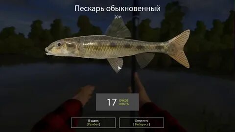 Пескарь вьюнок
