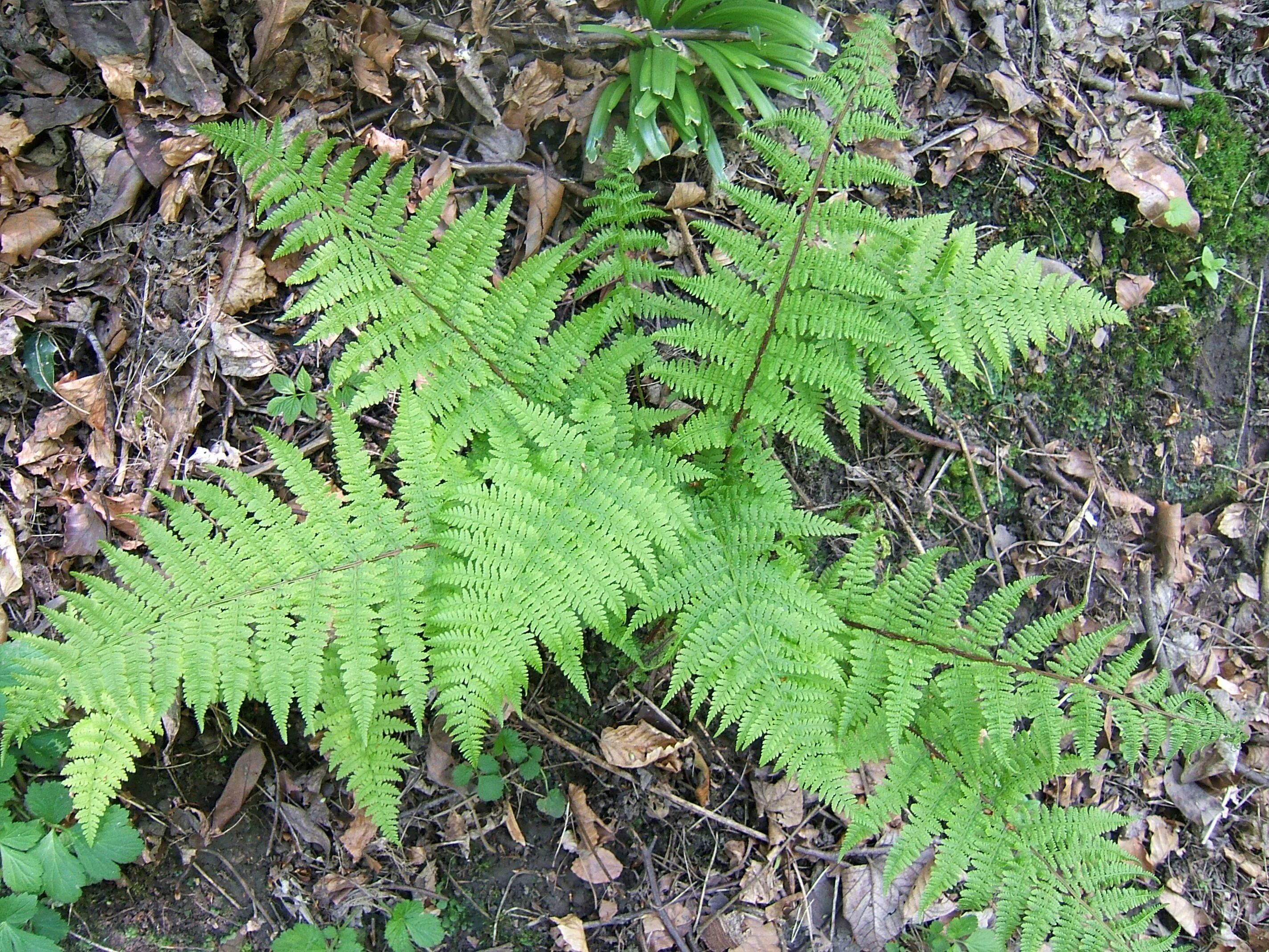 Щитовник лесной. Папоротник кочедыжник. кочедыжник (athyrium). папоротник athyrium. папоротник лесной кочедыжник.