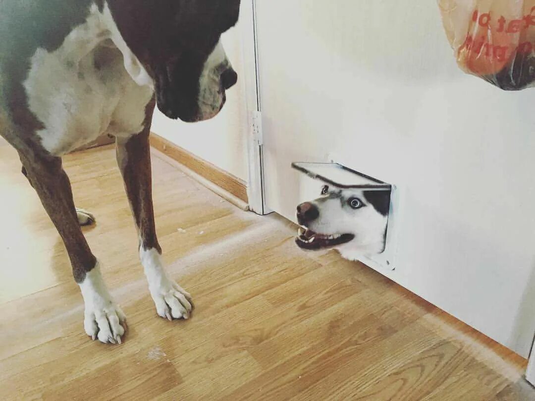 Did someone say treats? Funny animal pictures, Cute animal memes, Funny animal m