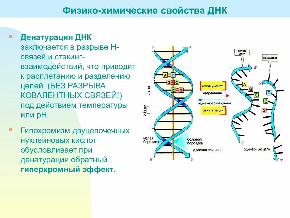 Расплетание цепей днк. Физико-химические и биологические свойства РНК И ДНК. Физико химические и биологические свойства ДНК. Физико-химический состав ДНК. ДНК строение химические свойства.