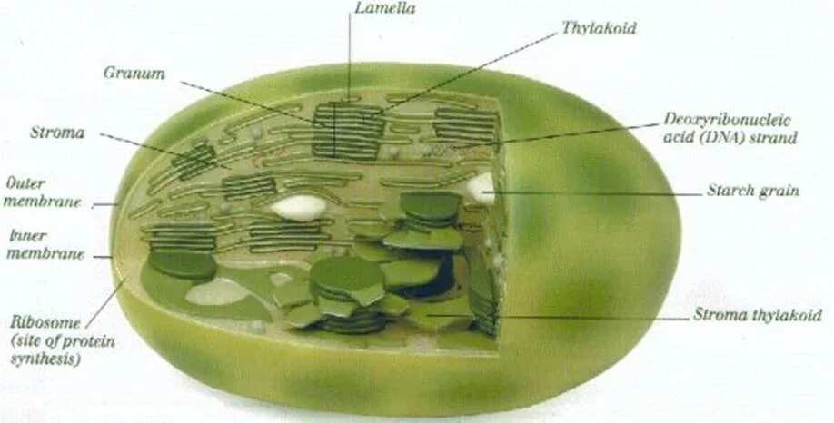 Отсутствие хлоропластов. Строение хлоропласта под микроскопом. Хлоропласты растительной клетки рисунок. Хлоропласты в растительной клетке. Строение клетки хлоропласты.