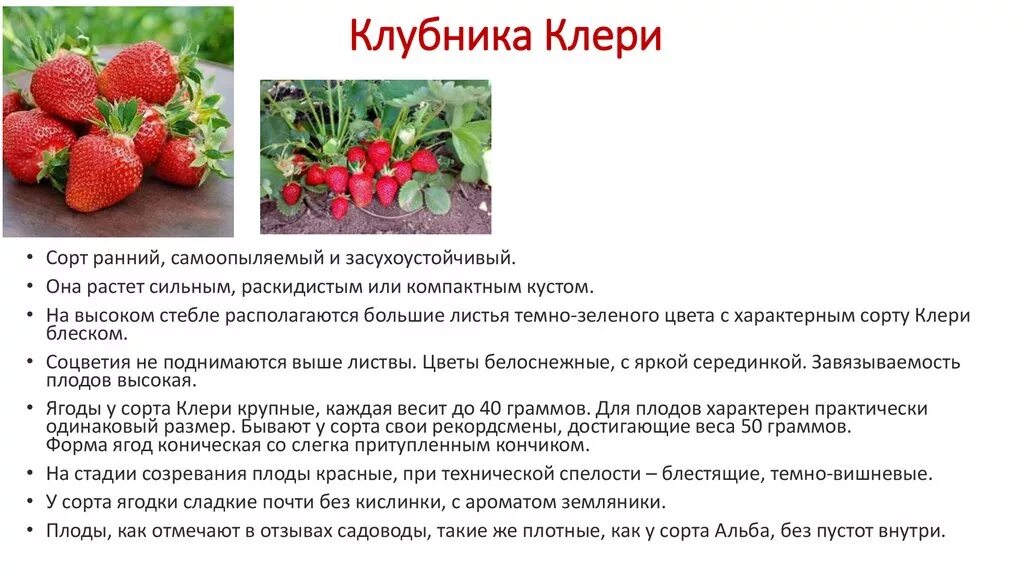 Клубника клери характеристика и описание