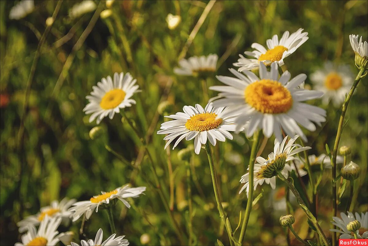 ромашки 2. две ромашки фото. на его на трактор ночью две ромашки положу. ромашка королева мая. рас ромашка два ромашка.