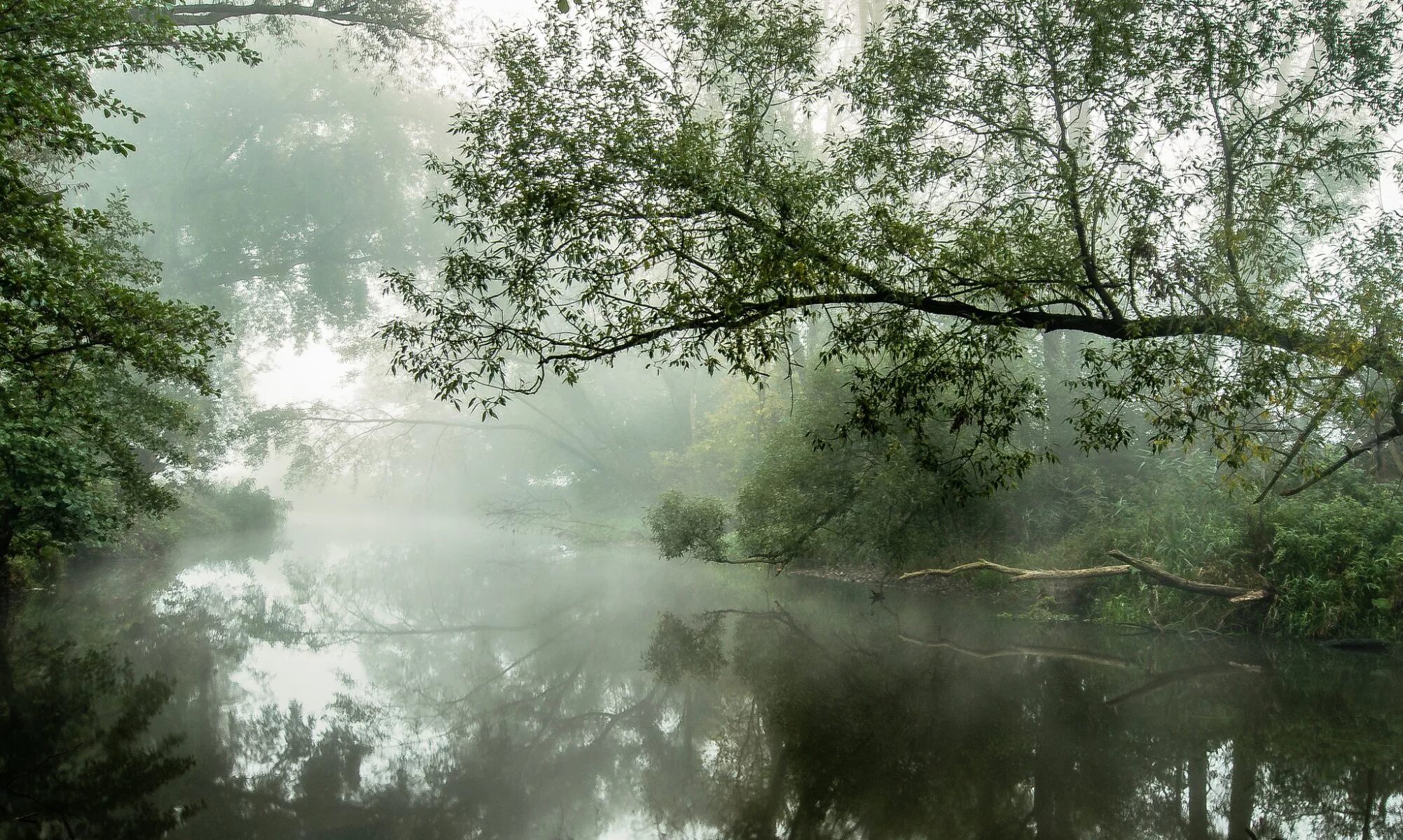 Туманный пейзаж. Озеро в тумане. Лес река туман. Дождь на озере.