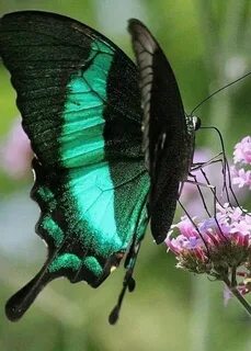 De papillon