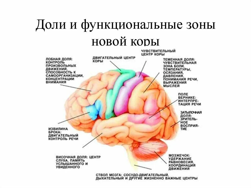 Функциональные зоны мозга. Функциональные зоны головного мозга. Доли и центры коры. Доли и функциональные зоны новой коры. Функциональные зоны и доли коры головного мозга.