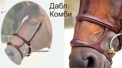 Учение о лошади
