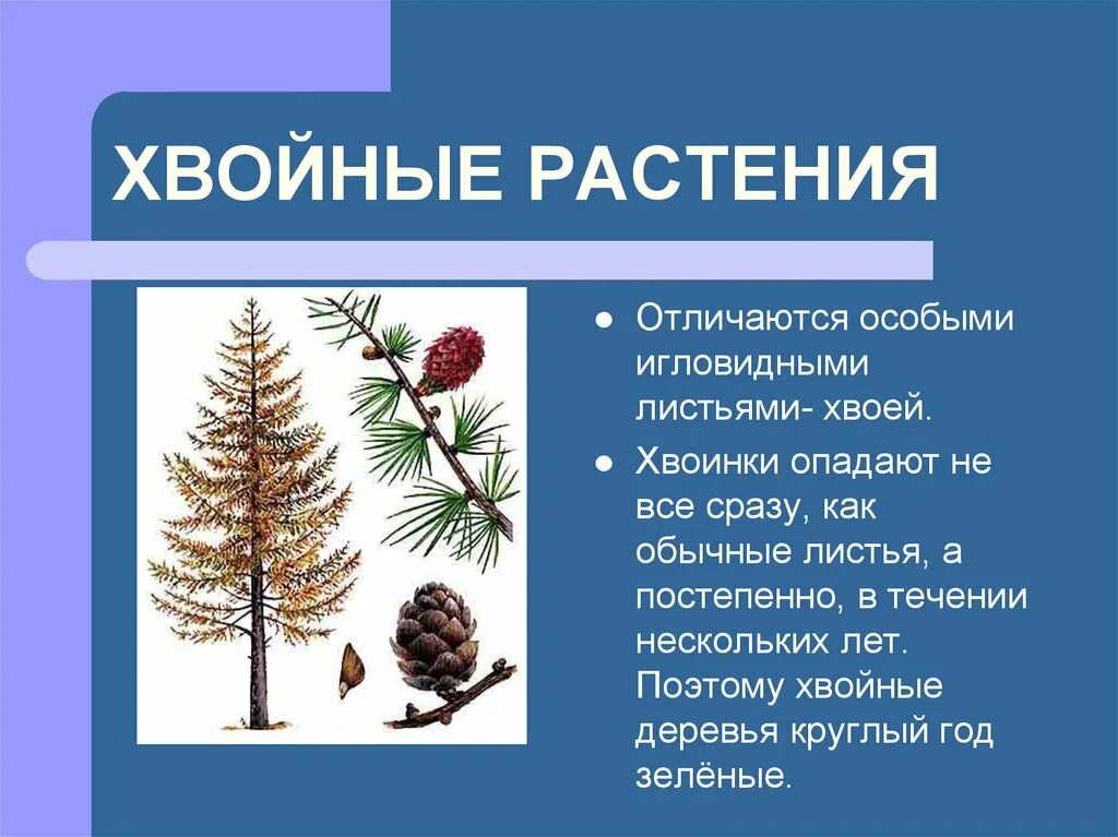 Презентация на тему хвойные растения. Разнообразие хвойных растений. Класс хвойные растения. Рассказ о хвойных растениях.