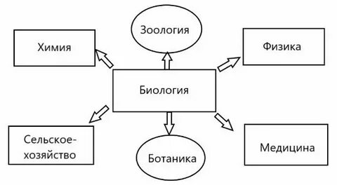 Место биологии в системе наук схема