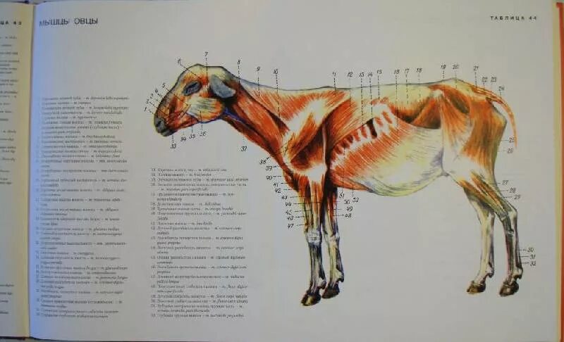 Юдичев, с. Атлас анатомии мелких домашних животных. Анатомия домашних животных юдичев. Атлас анатомии животных. Атлас анатомии животных.