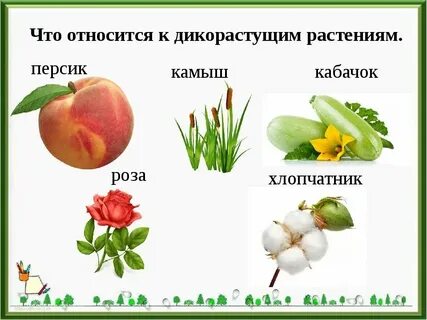 Дико культурные