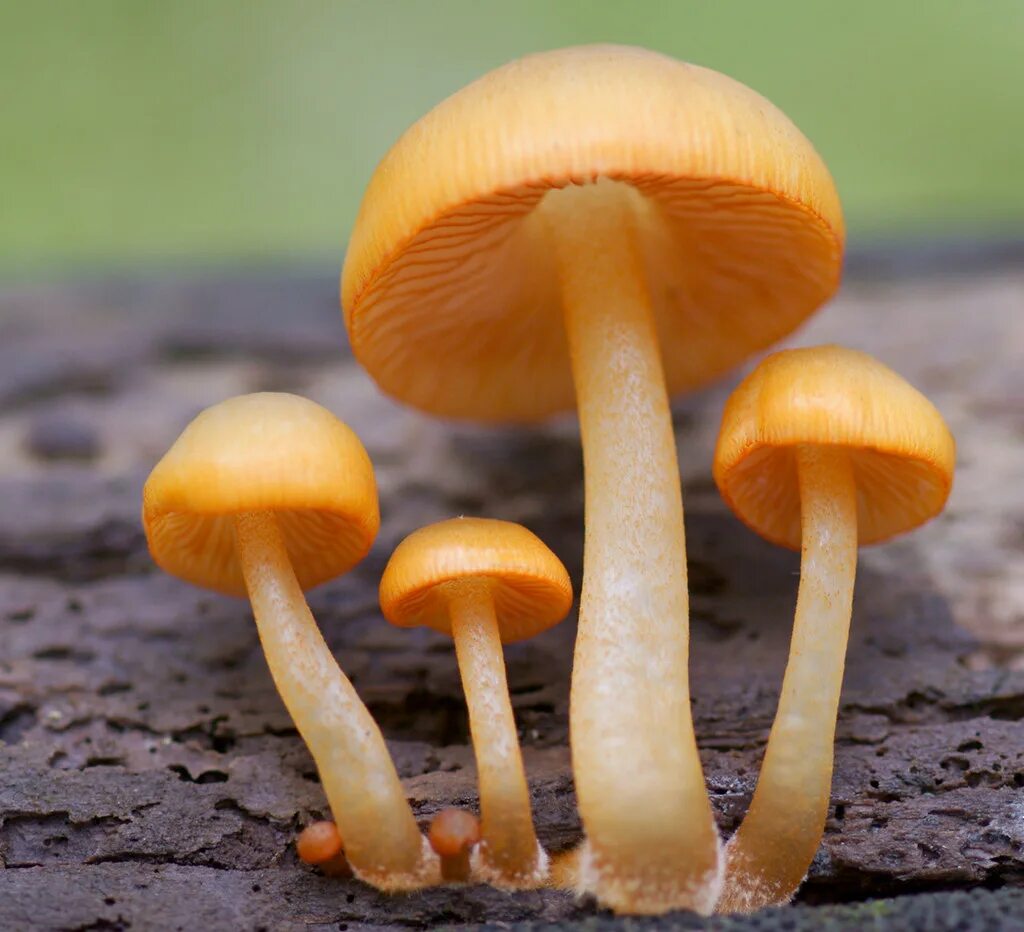 Голубой гриб лерациомицес. Mycena leaiana. Лаковица аметистовая. Диктиофора сдвоенная сетконоска. Съедобный свет.