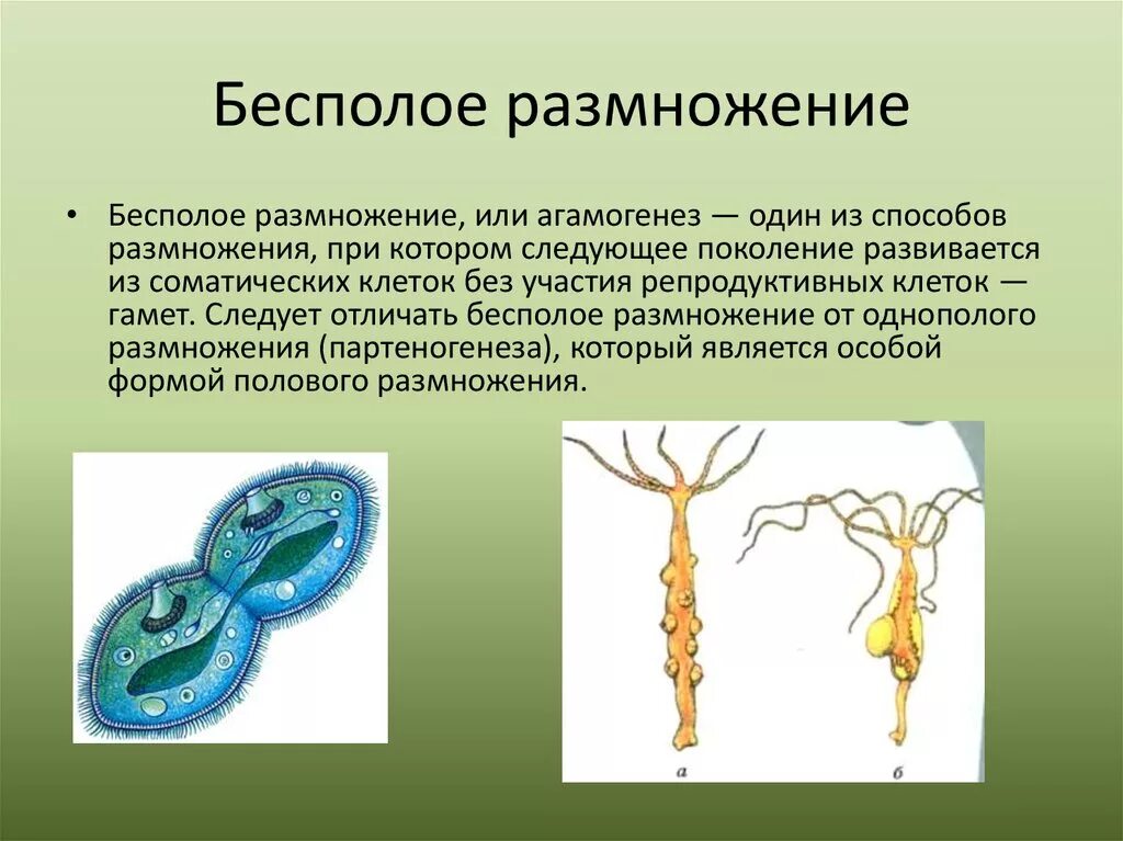 Класс бесполое размножение 9 класс биология. Бинарное деление бесполое размножение. Деление тела бесполое размножение. Бесполое размножение 9 класс биология. С помощью деления размножаются