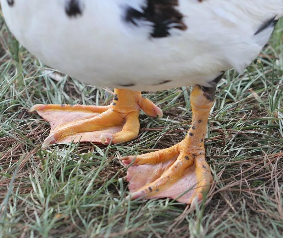 Duck feet. Duck-Footed. Duck foot сорт. Duck джинсы. Котики фут утки.