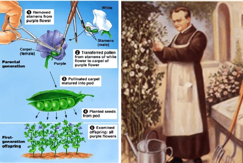 Мендель Грегор Иоганн опыты. Грегор Мендель горох. Горох Мендель генетика. Опыт Менделя с горохом.