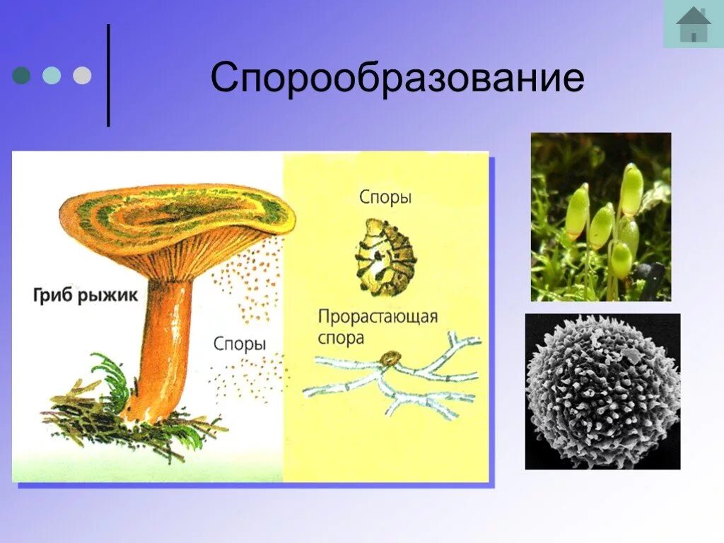 Образование спор характерно для. Спорообразование грибов. Образование спор у грибов. Спорообразование организмы. Схема спорообразования грибов.