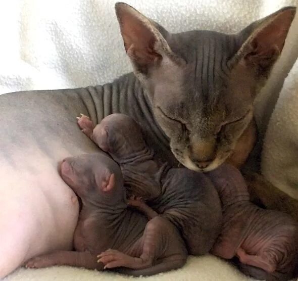 Animal mums. Новорожденный котенок сфинкса. Новорожденные лысые котята. Новорожденные котята сфинксов.