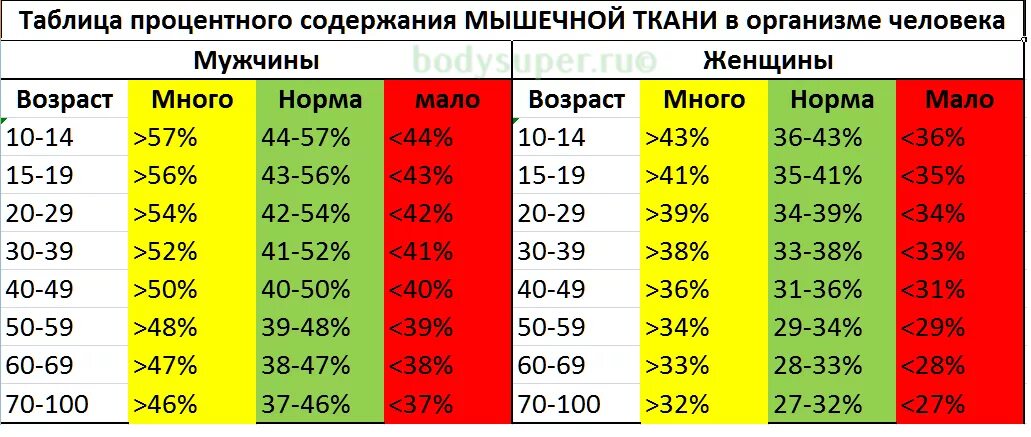 Норма мышц в теле