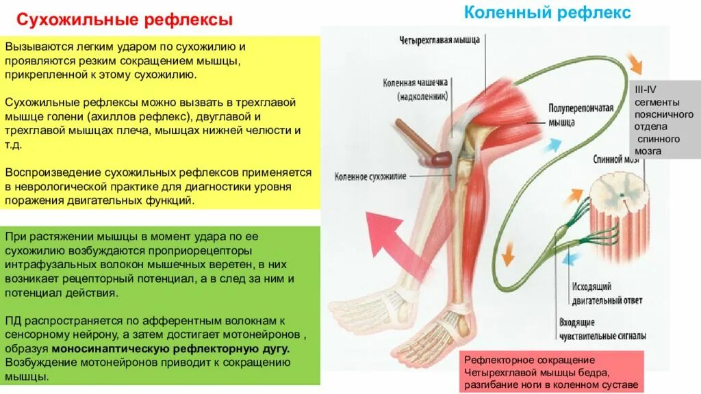 Сухожильные спинномозговые рефлексы. Сухожильные рефлексы нормальная физиология. Оценка сухожильных рефлексов неврология. Сухожильные рефлексы человека и методы их оценки.