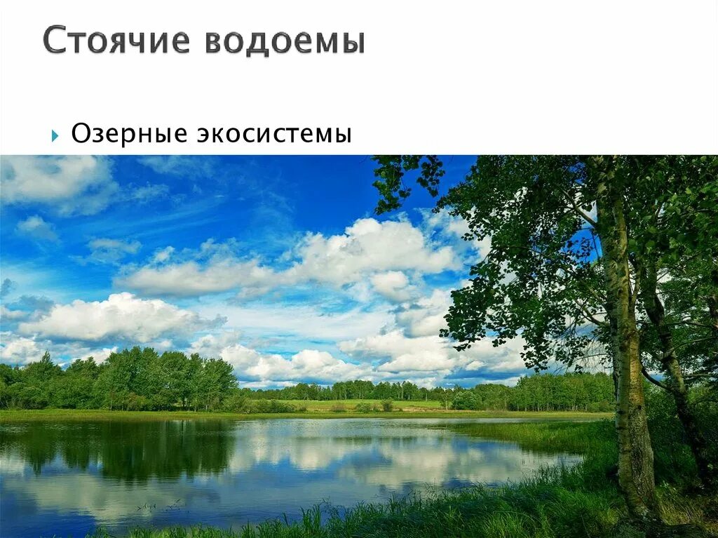 Стоячий водоем. Стоячие водоёмы пруд. Экосистема водоема. Стоячие и пресные водоемы. Непроточный водоем