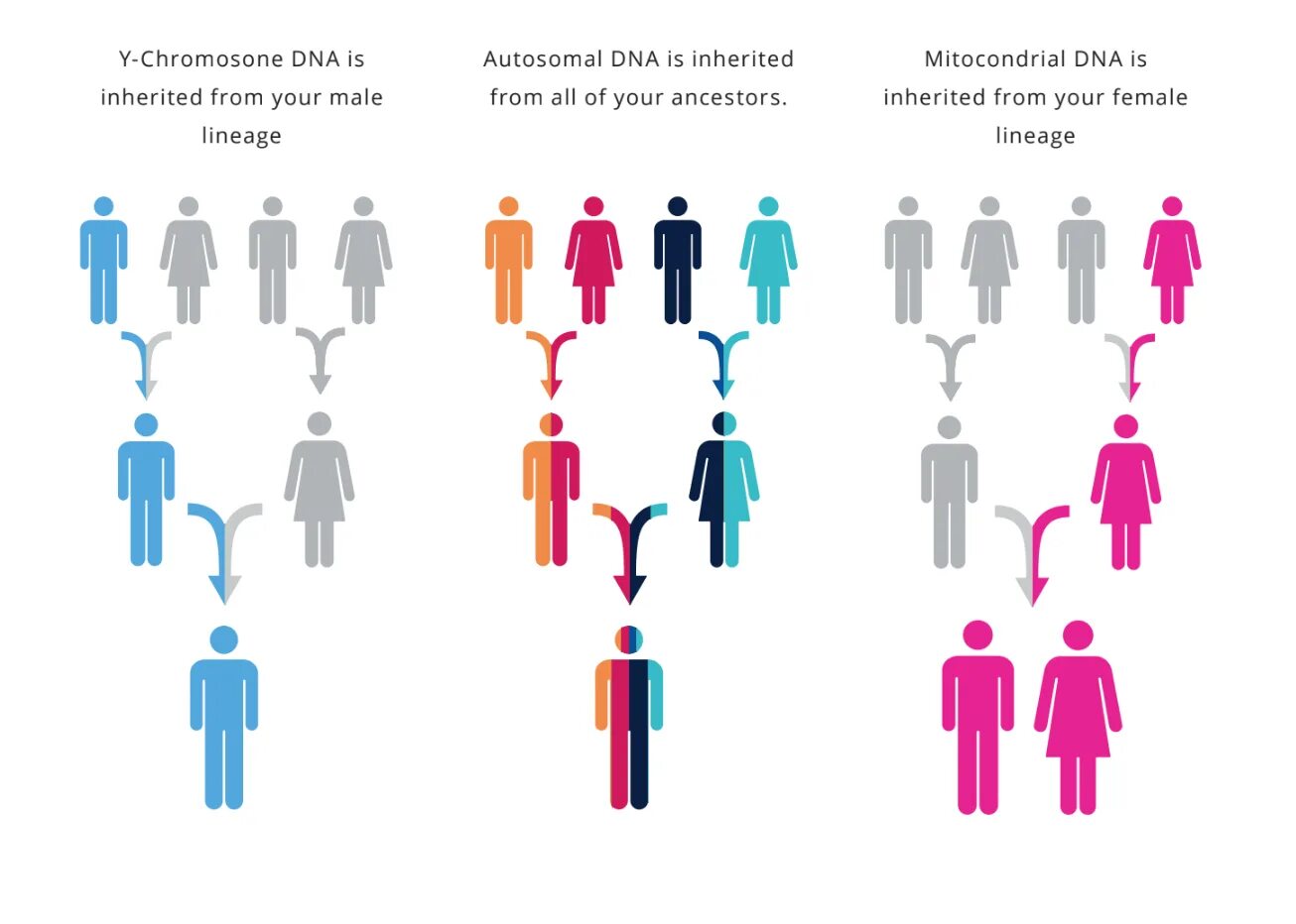 Height inherit. Living dna. cm autosomal. inherited members. genetic and genealogical typology ppt download.