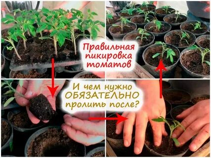 На какой день пикируют рассаду помидор