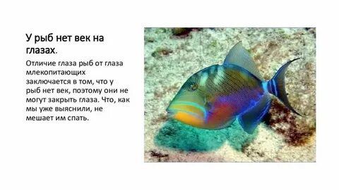 О рыбке