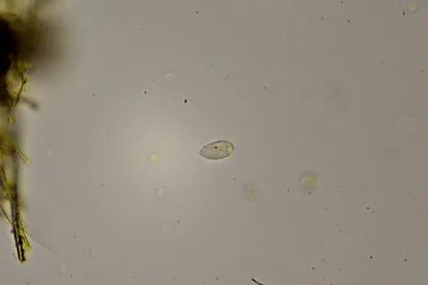 Морская вода под микроскопом