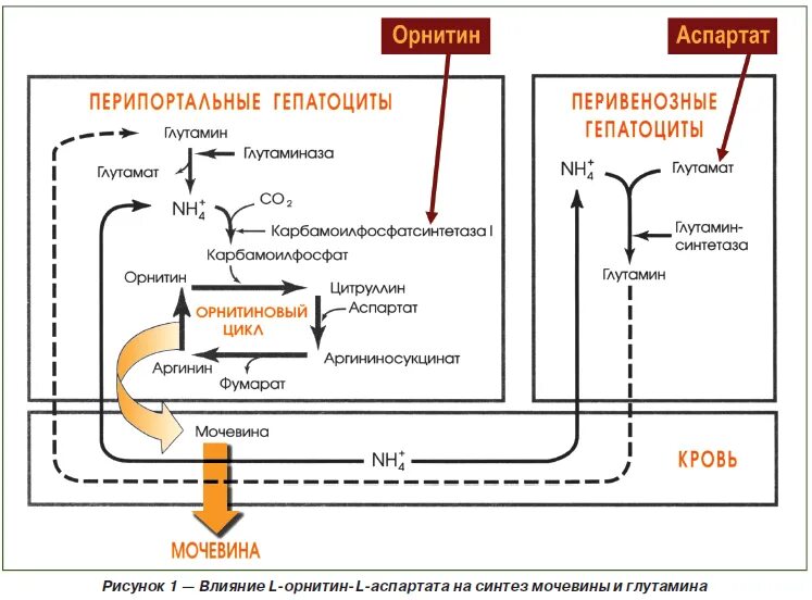 Аспартат инструкция по применению. L-орнитина-l-аспартата. l орнитин l аспартат. орнитин канон 30 пакетов. орнитин механизм действия.