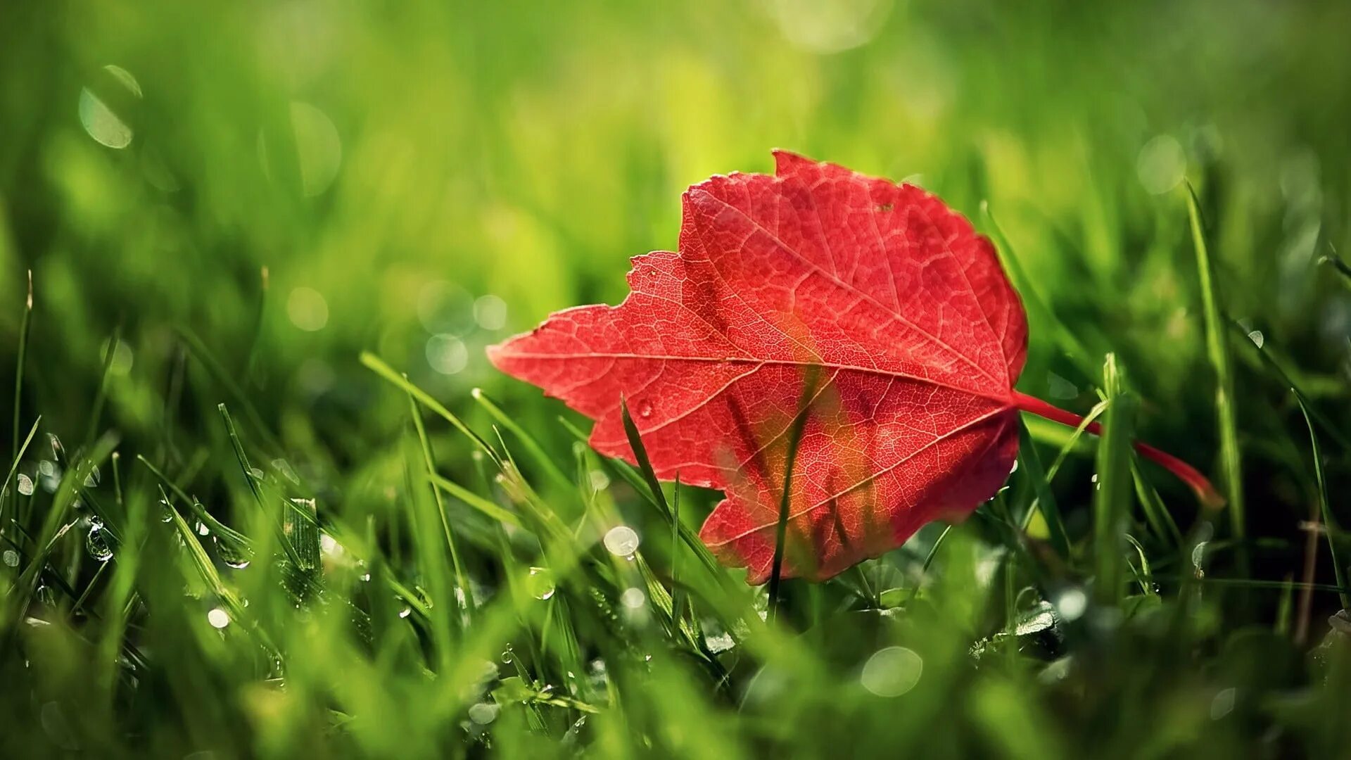 Natural leaves. Природа листья. Красный лист. Красивые листики. Красная природа.