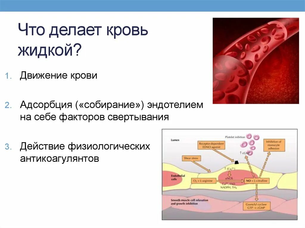 Песня кровь это кровь как приятно наблюдать. Причины разжижения крови.