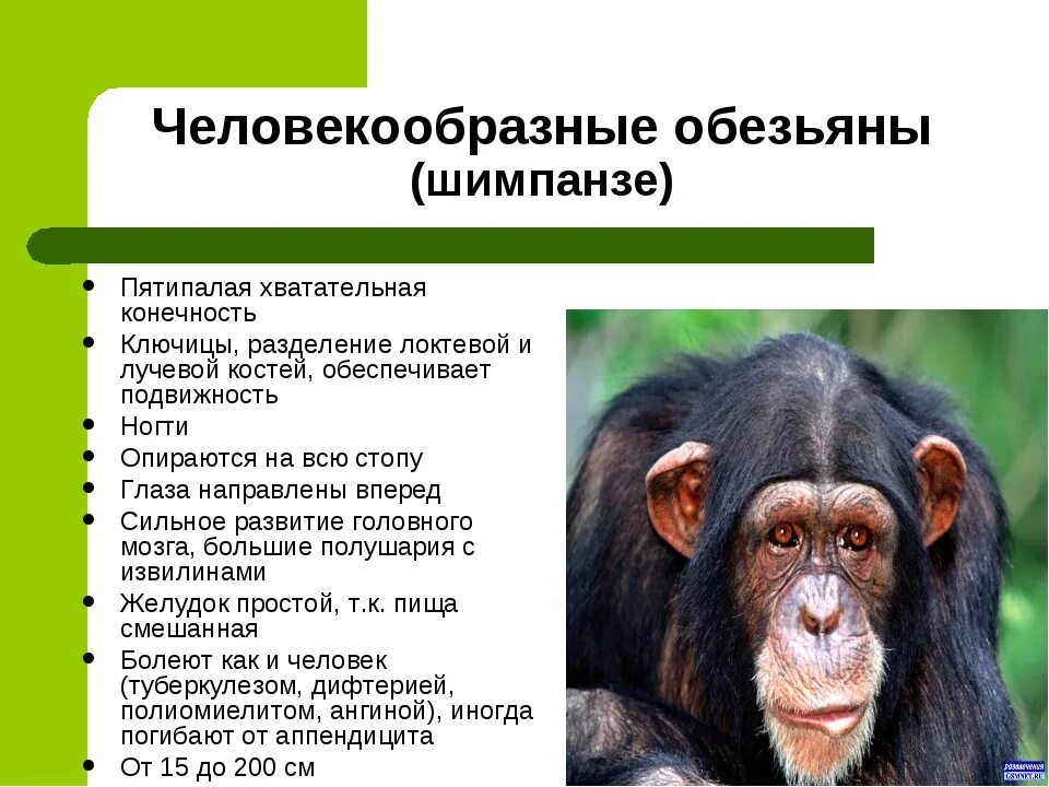 Относится ли человек к приматам. Приматы (человекообразные обезьяны). Шимпанзе человекообразные обезьяны. Человекообразные обезьяны характеристика. Строение и образ жизни человекообразных обезьян.