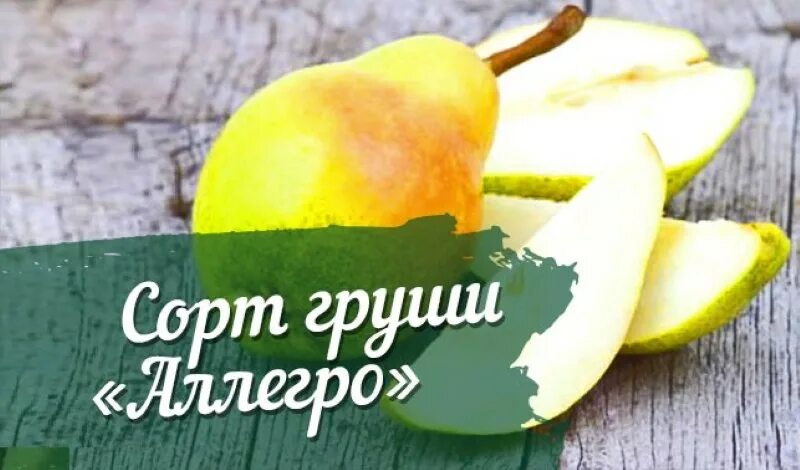 Груша аллегро описание сорта опылители. Груша аллегро (летний). сорт груши аллегро. груша аллегро описание. груша аллегро высота.