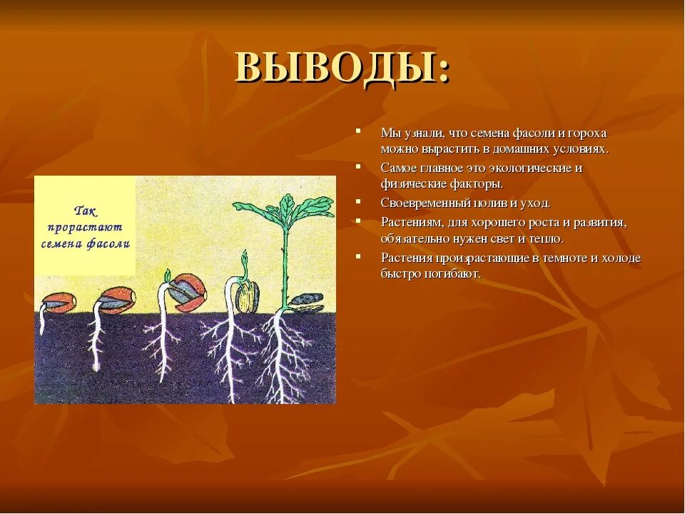 Ученики проводили опыты по проращиванию семян тыквы. Проект прорастание семян. Фазы прорастания семян. Проект про простания семян. Схема проращивания семян.