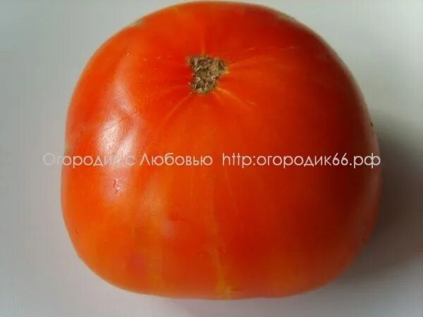 Томат иерусалим. Томат иерусалим. Томат иерусалимский гигант. Томат желтые гребешки. Томат иерусалим.