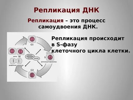 Самоудвоение днк