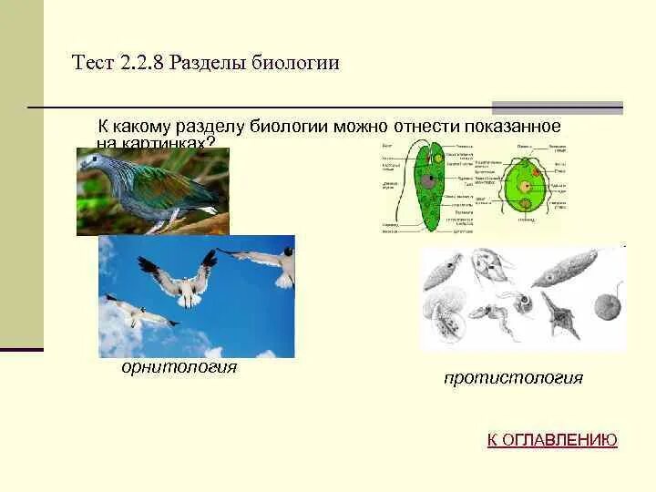 Раздел биологии изучающий птиц. Разделы биологии орнитология. Биология разделы биологии. Какой раздел биологии биологии изучает чаек. Объект изучения биологии 3