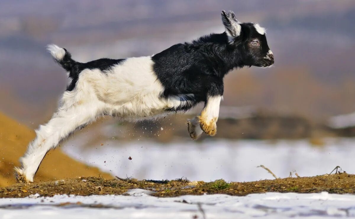 Козленок прыгает. Козлята бегут. Козлята бегают. Козленок в прыжке.