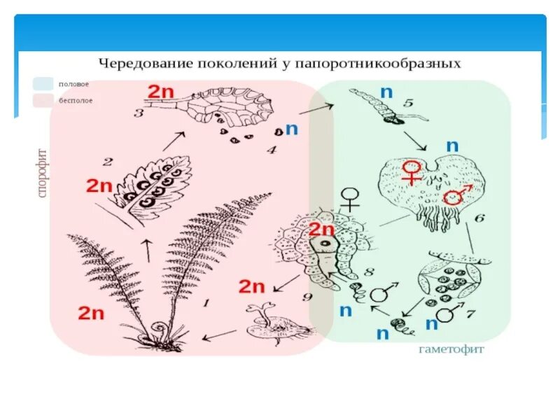 Цикл папоротника схема с набором хромосом. Размножение папоротников с набором хромосом. Жизненные циклы растений гаметофит и спорофит. Жизненный цикл папоротника с набором хромосом. Размножение гаплоидными спорами