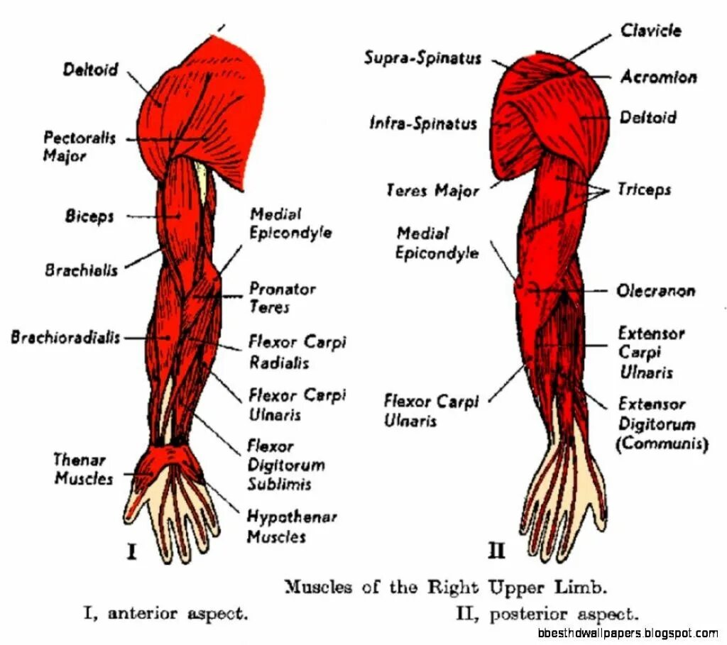 Мышцы руки человека. Мышцы руки схема. Мускулы руки анатомия. Названия частей мышц на руках.