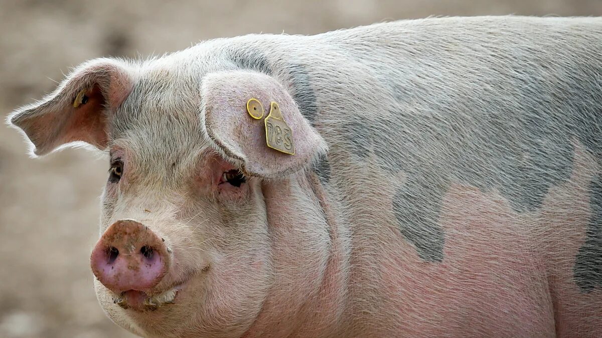 Свинка кожа. Эризипелоид (рожа свиней) атлас.
