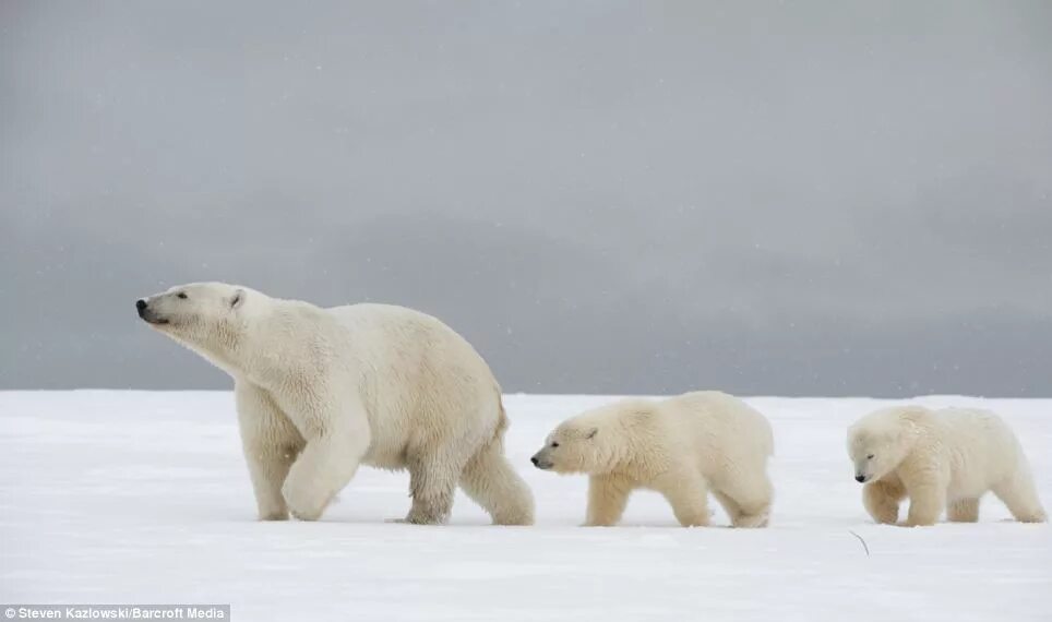 На следующей странице представлены фотографии белого медведя. Белый и бурый медведь. Битва белых медведей. Рост белого медведя. Белый медведь в полный рост.
