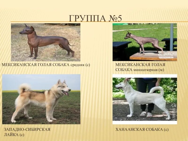Рейтинг собак ркф по породам. Классификация пород собак ркф. ркф группы пород собак классификация. классификация у собак в родословной. породы собак ркф с фотографиями и названиями.